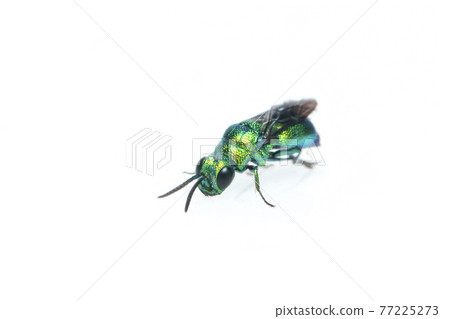 Image of metallic cuckoo wasp(Chrysididae) isolated on white background. Insect. Animal. Image of metallic cuckoo wasp(Chrysididae) isolated on white background. Insect. Animal. 77225273