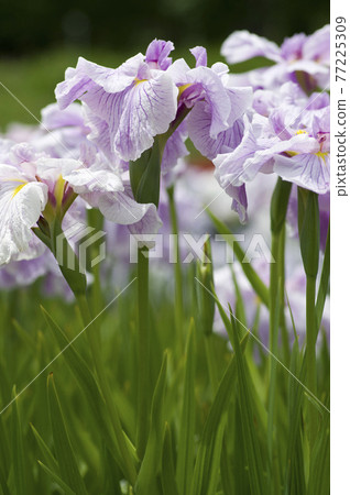 鳶尾花園裡盛開著粉色和白色的鳶尾花。這種鳶尾花的名字是珍珠海。 鳶尾花園裡盛開著粉色和白色的鳶尾花。這種鳶尾花的名字是珍珠海。 77225309