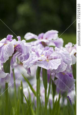 鳶尾花園裡盛開著粉色和白色的鳶尾花。這種鳶尾花的名字是珍珠海。 鳶尾花園裡盛開著粉色和白色的鳶尾花。這種鳶尾花的名字是珍珠海。 77225310