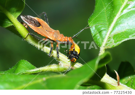 紅龜(捕食黑甲蟲) 紅龜(捕食黑甲蟲) 77225430