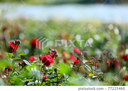 春天的玫瑰 77225460