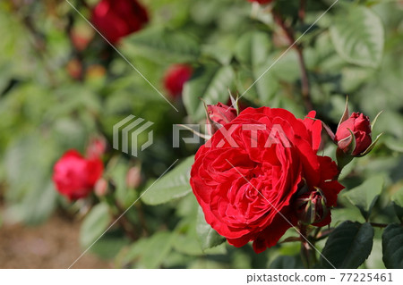 春天的玫瑰 77225461