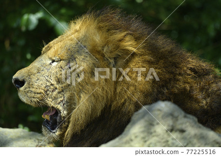 lion lion 77225516