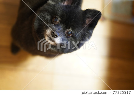 Pomeranian looking up [Shiba Inu cut] 77225517