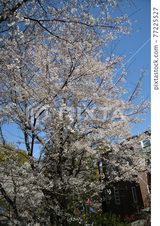 Sakuras in Higashitakane Forest Park Sakuras in Higashitakane Forest Park 77225527