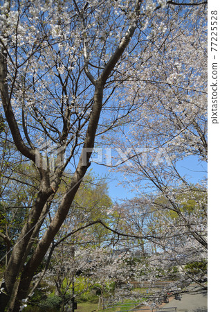Sakuras in Higashitakane Forest Park Sakuras in Higashitakane Forest Park 77225528