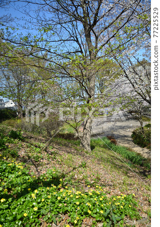 Sakuras in Higashitakane Forest Park Sakuras in Higashitakane Forest Park 77225529