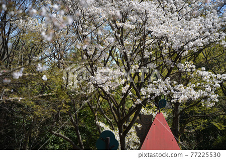 Sakuras in Higashitakane Forest Park Sakuras in Higashitakane Forest Park 77225530