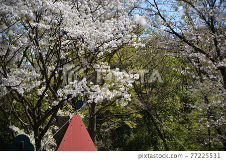 東高根森林公園的櫻花 東高根森林公園的櫻花 77225531