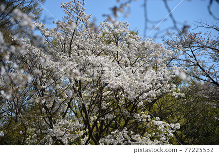 東高根森林公園的櫻花 東高根森林公園的櫻花 77225532