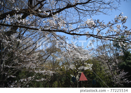 東高根森林公園的櫻花 東高根森林公園的櫻花 77225534