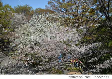 東高根森林公園的櫻花 東高根森林公園的櫻花 77225535