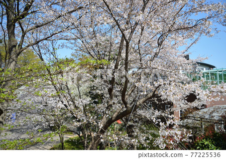 東高根森林公園的櫻花 東高根森林公園的櫻花 77225536