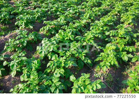 Potato sprouts on farm field on sunny day Potato sprouts on farm field on sunny day 77225550