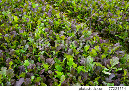 Red leafy mustard plantation Red leafy mustard plantation 77225554
