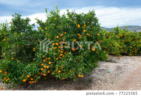 Ripe mandarin oranges on trees Ripe mandarin oranges on trees 77225565