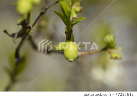 Winter flowering honeysuckle Winter flowering honeysuckle 77225612