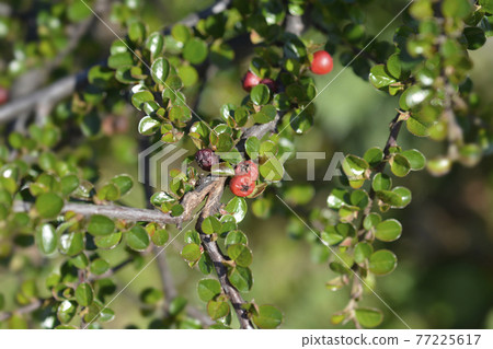 Rock cotoneaster 77225617