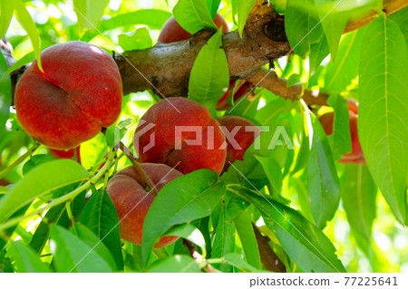 Ripe Saturn peaches hanging on tree branches 77225641