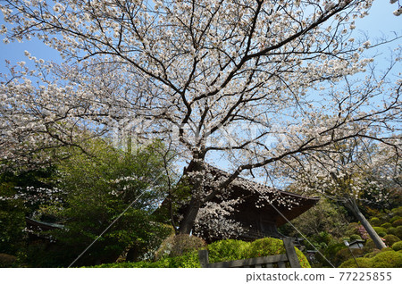 Yoshino cherry tree in the precincts of Togakuin Yoshino cherry tree in the precincts of Togakuin 77225855