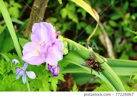 Tradescantia(紫露草)和蜜蜂 Tradescantia(紫露草)和蜜蜂 77226067