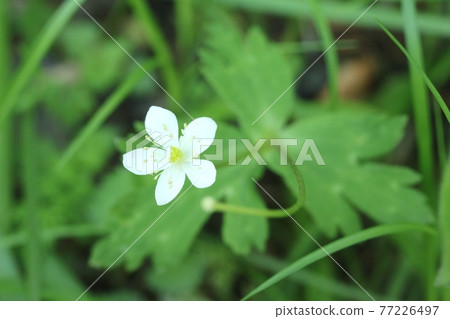 Little cute flaccid anemone (two-wheeled grass) Little cute flaccid anemone (two-wheeled grass) 77226497