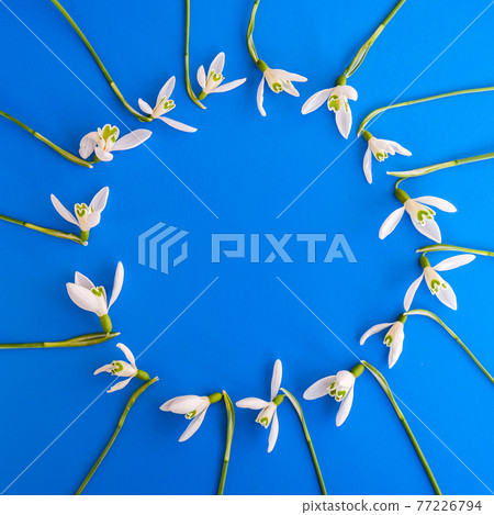 Flat lay composition with snowdrop flowers on color background, copy space for text. Circle made of snowdrop. Holiday mock up 77226794