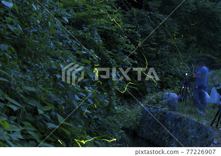 Fireflies in Seuezawa, Yokohama [Summer 2015] 77226907