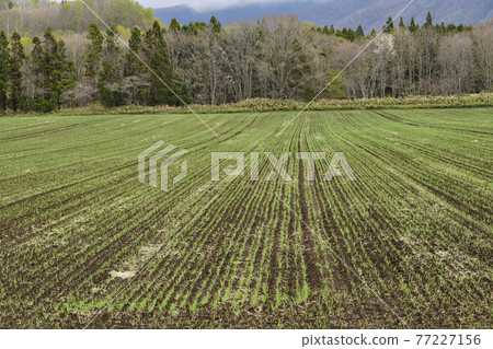 拍攝了北海道乙部町5月開始發芽的春小麥田的景色 拍攝了北海道乙部町5月開始發芽的春小麥田的景色 77227156