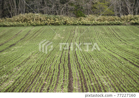 拍攝了北海道乙部町5月開始發芽的春小麥田的景色 拍攝了北海道乙部町5月開始發芽的春小麥田的景色 77227160