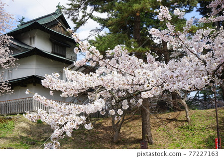 Hirosaki Park, a famous place for cherry blossoms 77227163