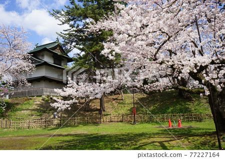櫻花名勝弘前公園 77227164