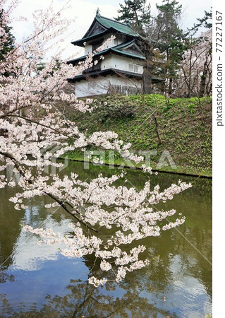 櫻花名勝弘前公園 77227167