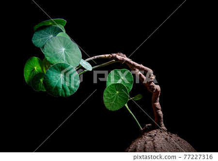 studio shot of  Stephania erecta Craib against dark background 77227316