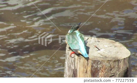 Kingfisher and river Kingfisher and river 77227559