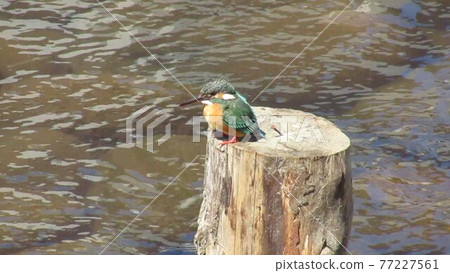 Kingfisher and river Kingfisher and river 77227561