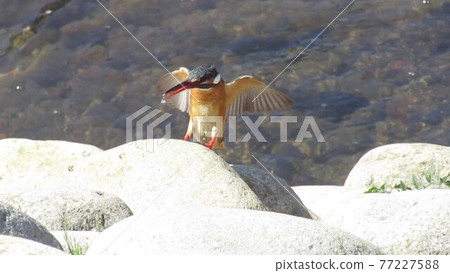 Kingfisher and river Kingfisher and river 77227588