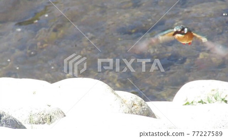 Kingfisher and river Kingfisher and river 77227589