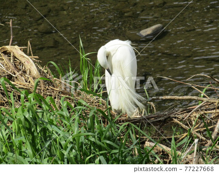 Little egret and river Little egret and river 77227668
