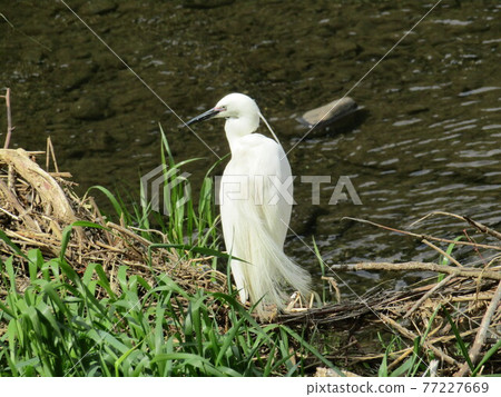 Little egret and river 77227669