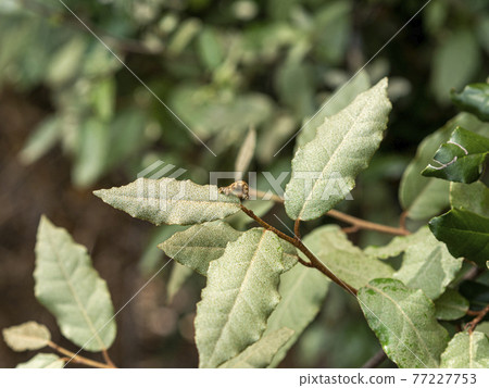 葉子上的鱗蟲 77227753
