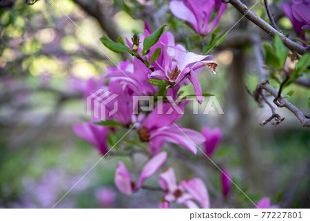 Abstract closeup of magnolia flowers bokeh background Abstract closeup of magnolia flowers bokeh background 77227801