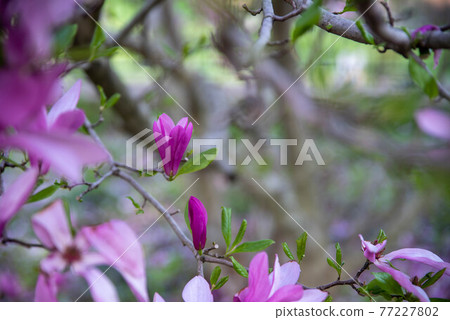 Magnolia tree flowering bud abstract closeup 77227802