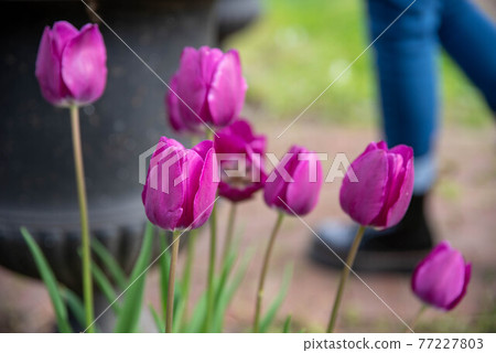 Big bright pink magenta tulips blooming in a cemetery Big bright pink magenta tulips blooming in a cemetery 77227803