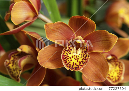 蘭花 77227804