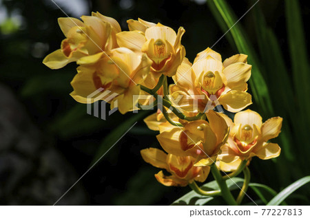 蘭花 蘭花 77227813