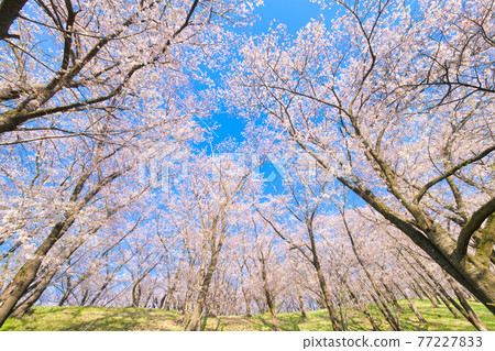 Cherry blossoms at Koboyama Kofun Cherry blossoms at Koboyama Kofun 77227833