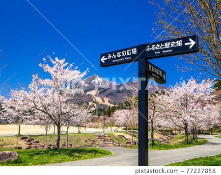 天氣晴朗時櫻花盛開的萬代山（龜城公園、豬苗代、福島） 77227858