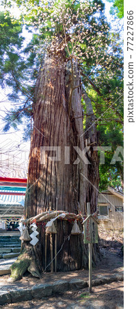 山櫻花在大杉樹上發芽,岩橋全景(岩橋神社,豬苗代,福島) 山櫻花在大杉樹上發芽,岩橋全景(岩橋神社,豬苗代,福島) 77227866