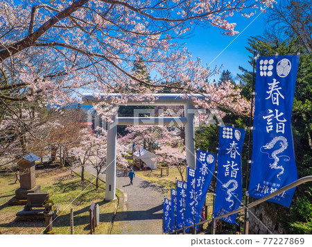 Cherry blossoms in full bloom and Nobori of spring pilgrimage (Hanitsu Shrine, Inawashiro, Fukushima) 77227869